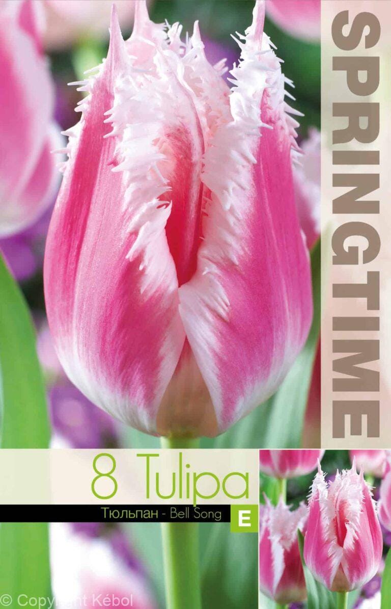 Tulipa Bell Song - RB