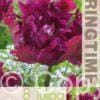 Tulipa Negrita Parrot - RB
