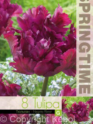 Tulipa Negrita Parrot - RB