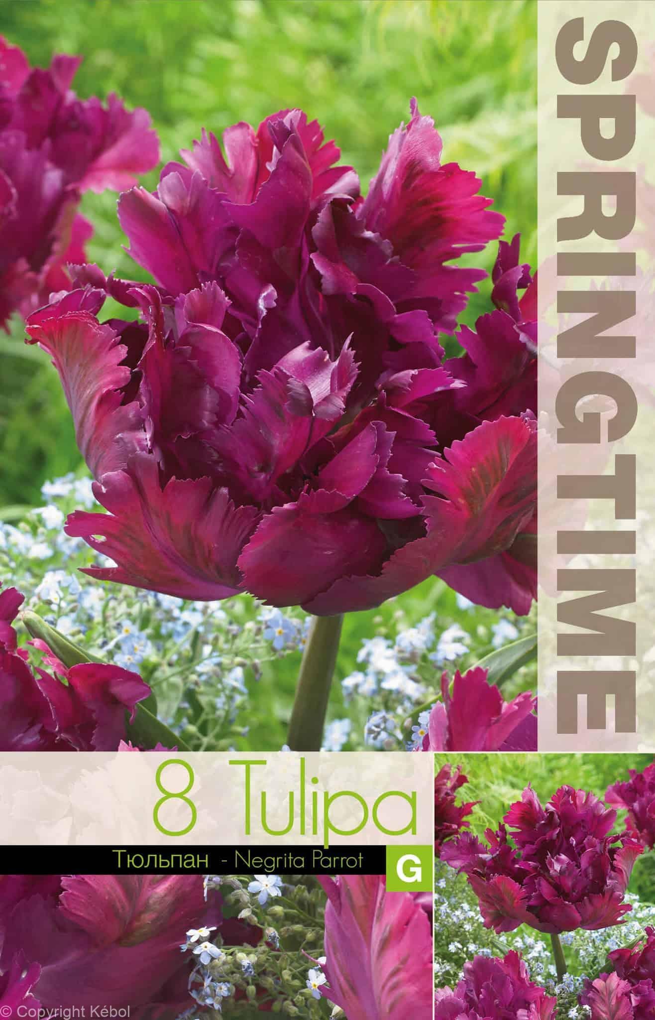 Tulipa Negrita Parrot - RB