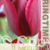Tulipa National Velvet - RB