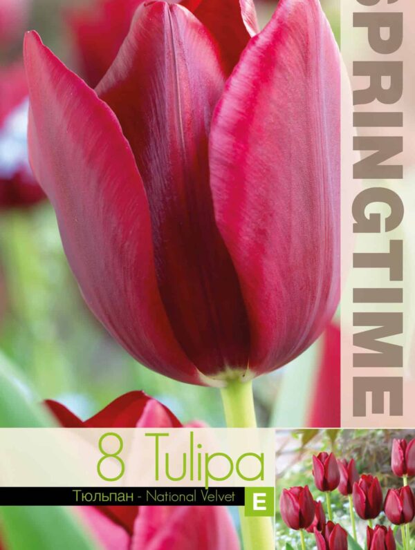 Tulipa National Velvet - RB