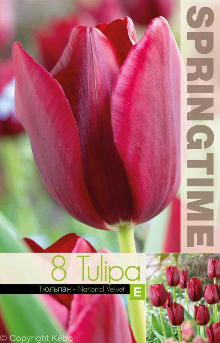 Tulipa National Velvet - RB