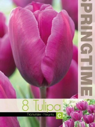 Tulipa Negrita - RB