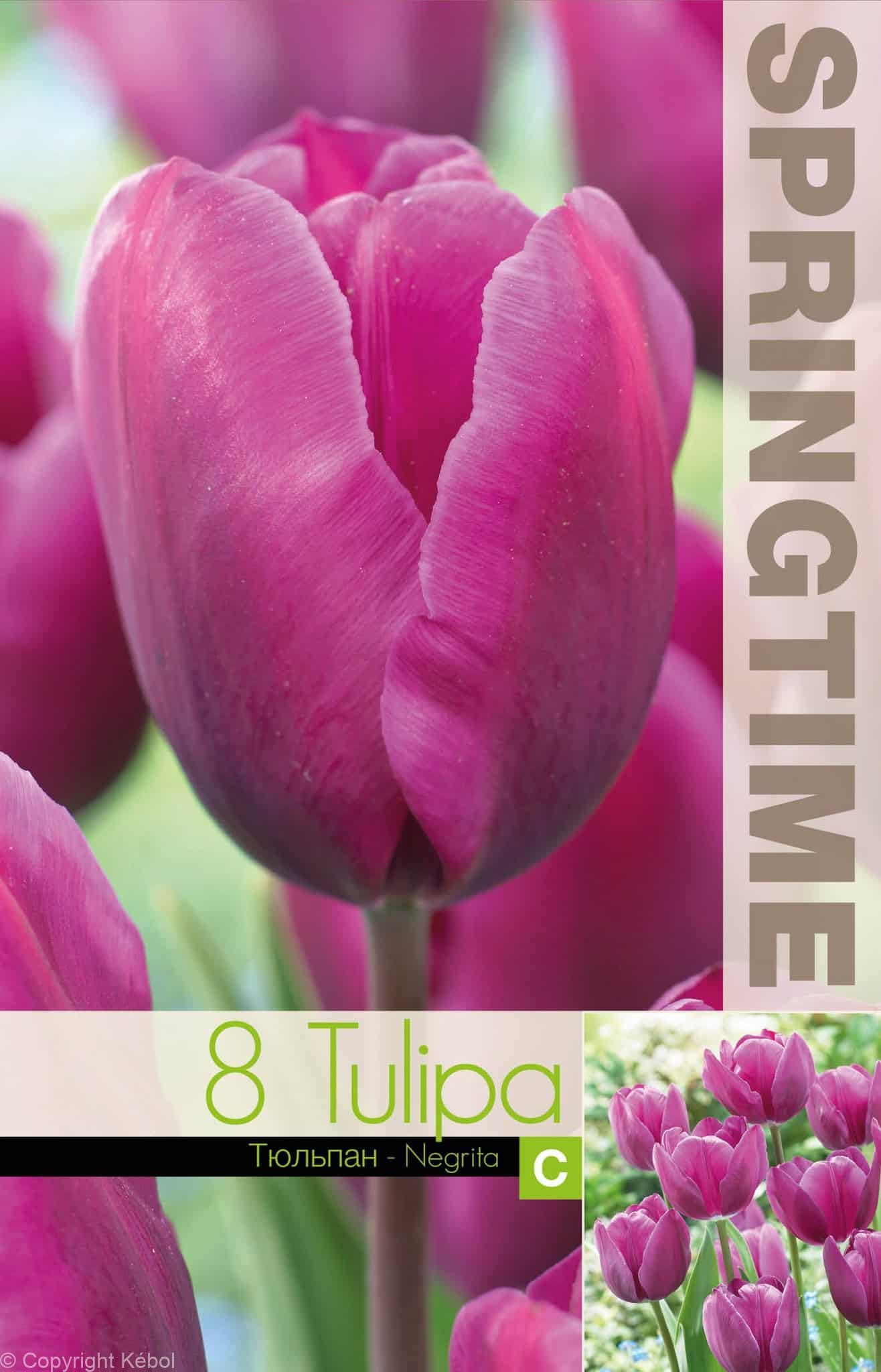 Tulipa Negrita - RB