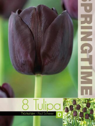 Tulipa Paul Scherer - RB