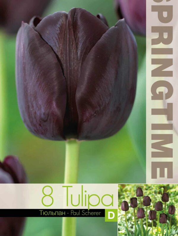 Tulipa Paul Scherer - RB