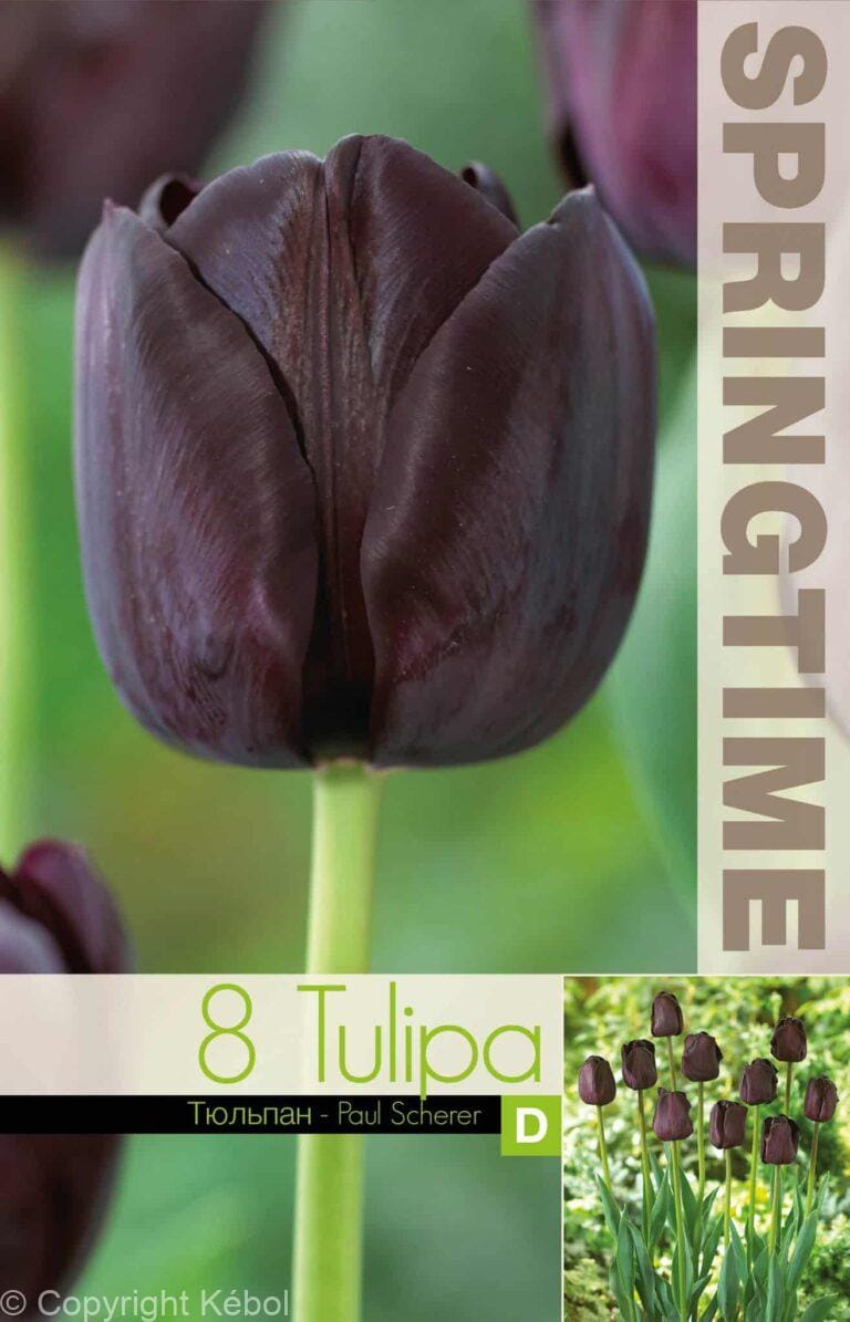 Tulipa Paul Scherer - RB