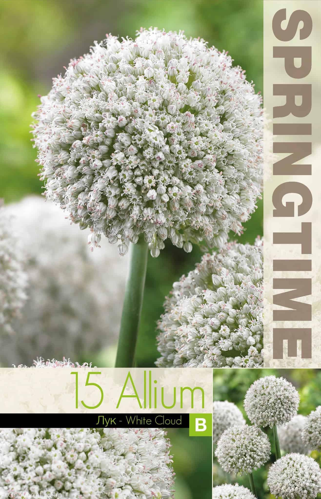 Allium White Cloud - RB