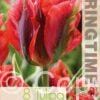 Tulipa Hollywood - RB