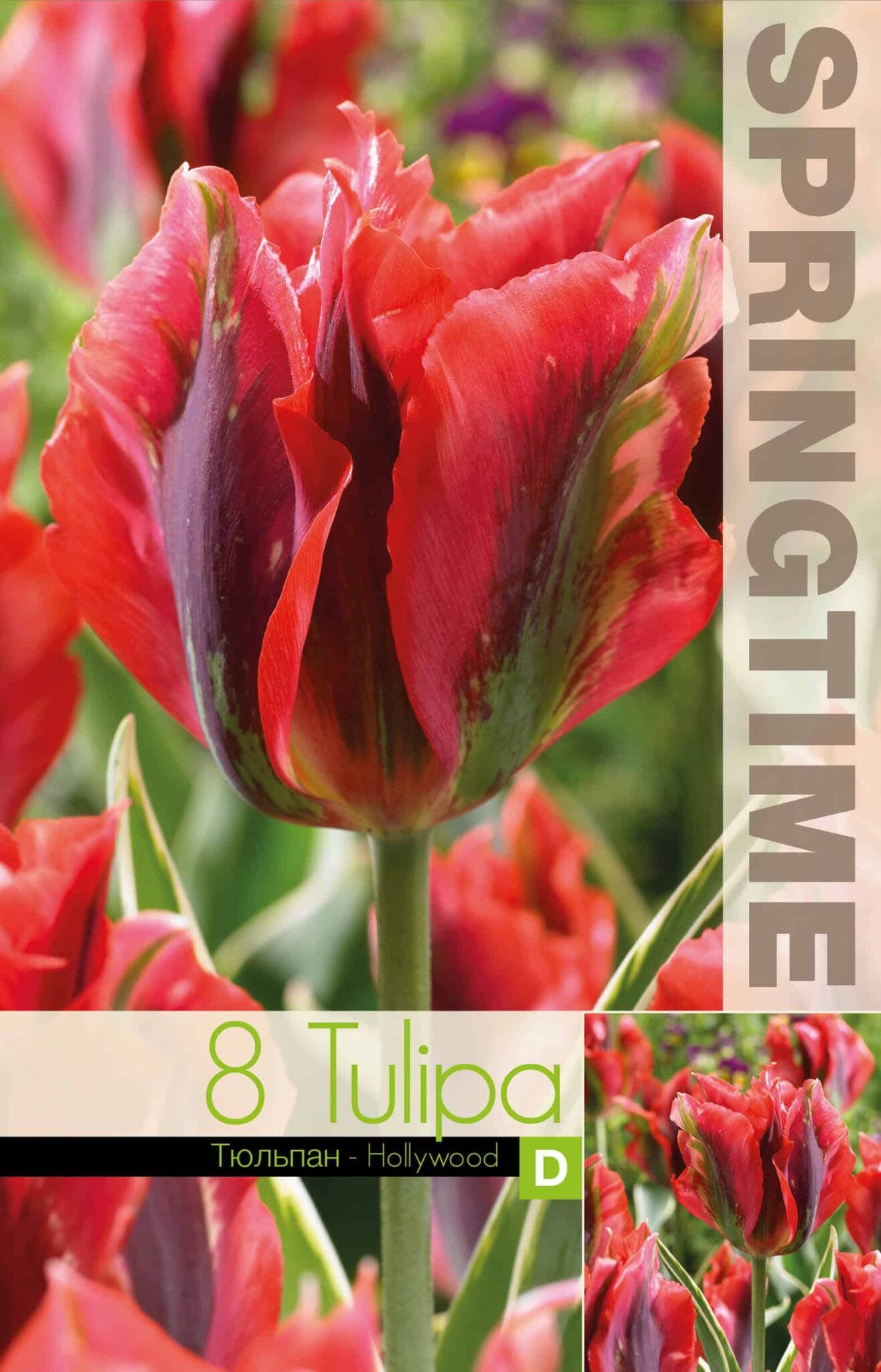Tulipa Hollywood - RB