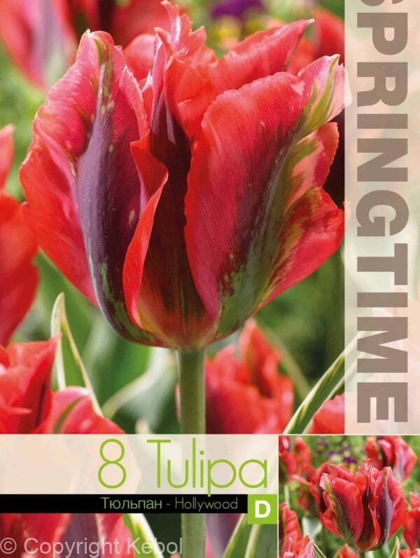 Tulipa Hollywood - RB