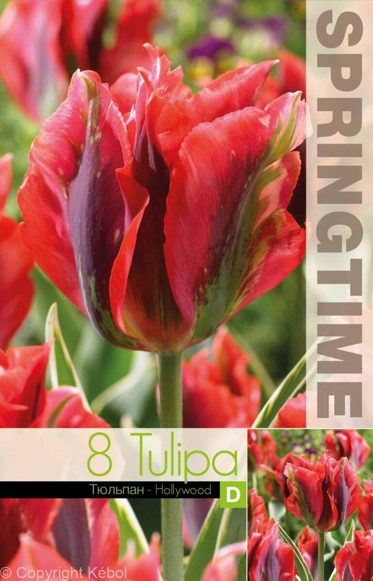 Tulipa Hollywood - RB