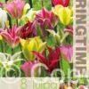 Tulipa Viridiflora Mixed - RB