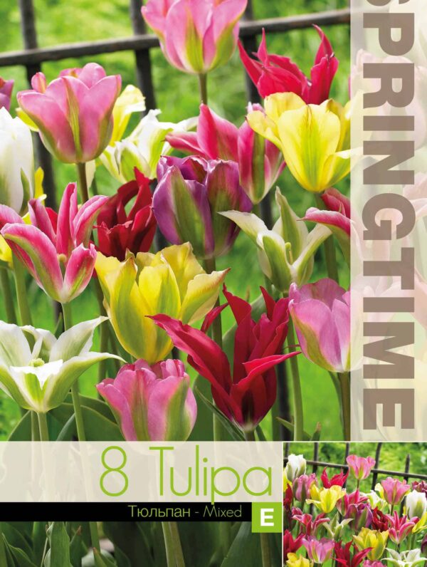 Tulipa Viridiflora Mixed - RB