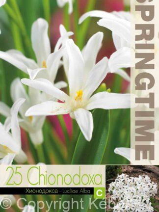 Chionodoxa Luciliae Alba - RB