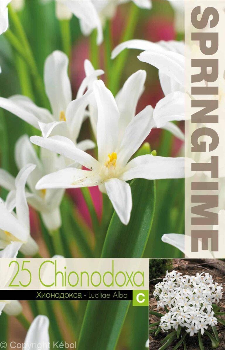 Chionodoxa Luciliae Alba - RB