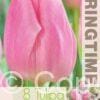 Tulipa Aafke - RB
