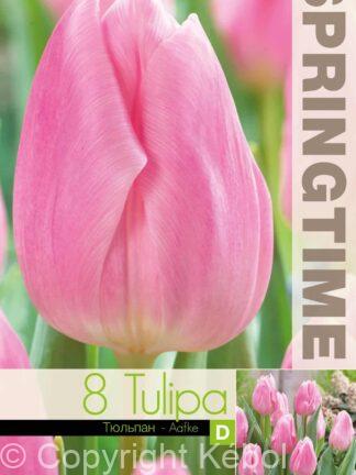 Tulipa Aafke - RB