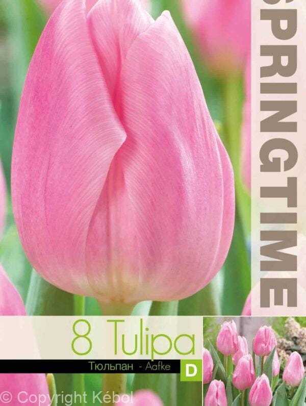 Tulipa Aafke - RB
