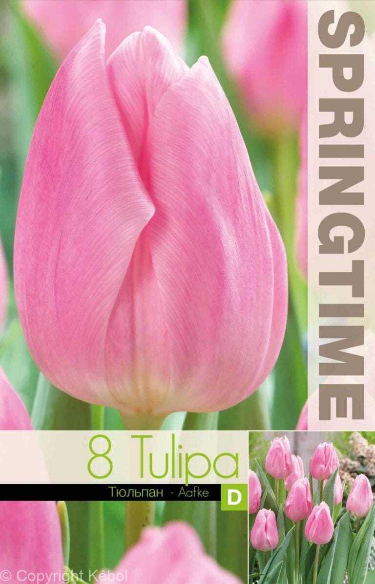 Tulipa Aafke - RB