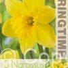 Narcissus Carlton - RB