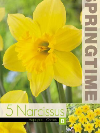 Narcissus Carlton - RB