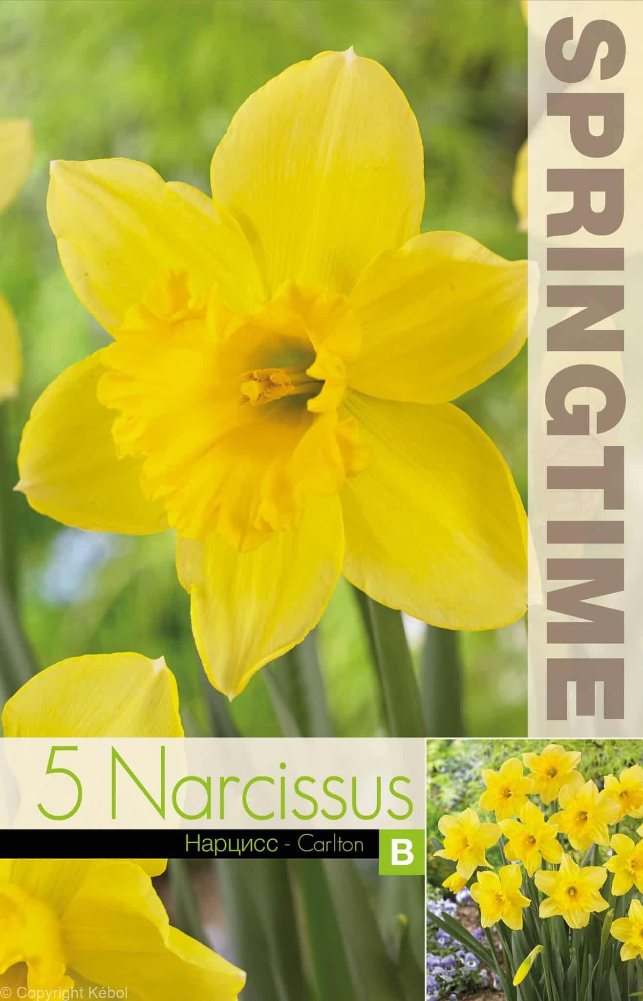 Narcissus Carlton - RB