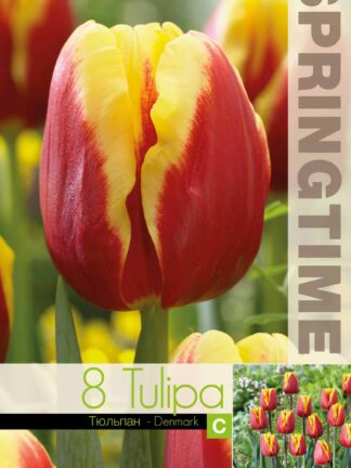Tulipa Denmark - RB