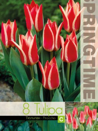 Tulipa Pinocchio - RB