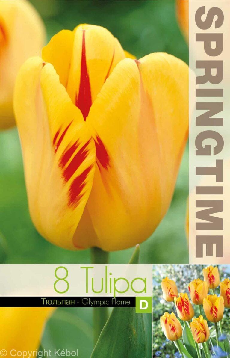 Tulipa Olympic Flame - RB