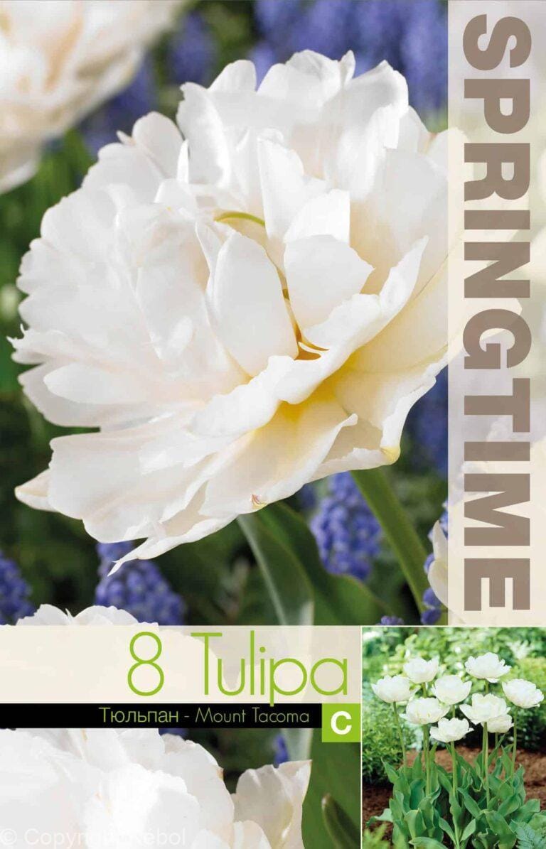 Tulipa Mount Tacoma - RB