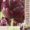 Tulipa Black Hero - RB