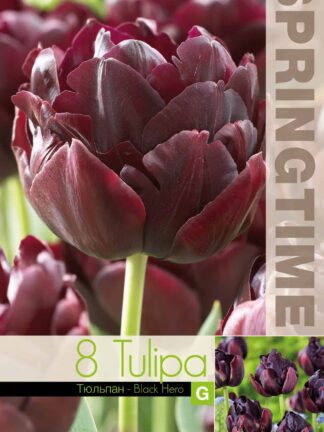 Tulipa Black Hero - RB