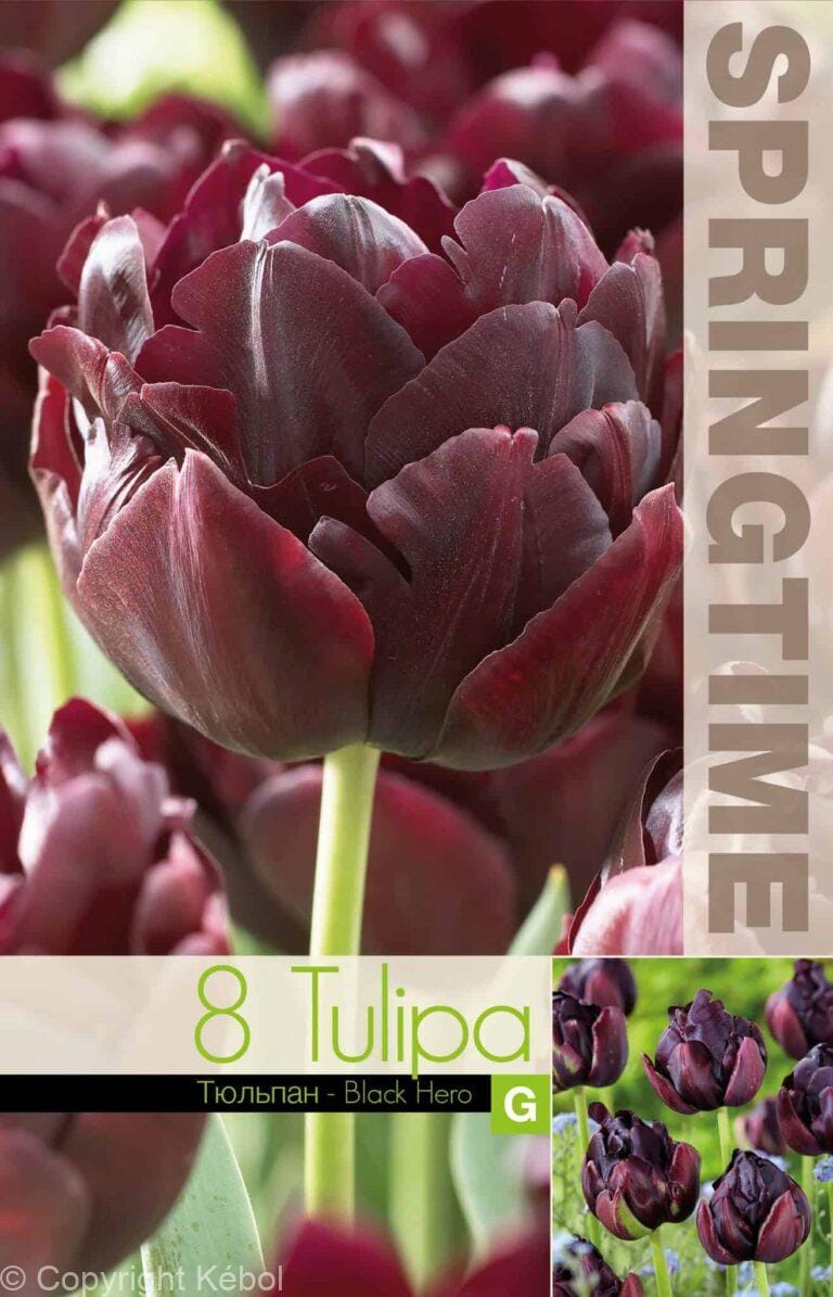 Tulipa Black Hero - RB