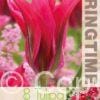 Tulipa Doll's Minuet - RB