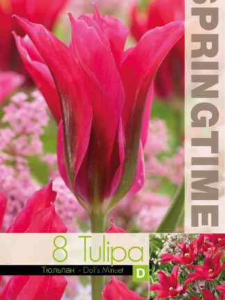 Tulipa Doll's Minuet - RB