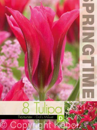 Tulipa Doll's Minuet - RB