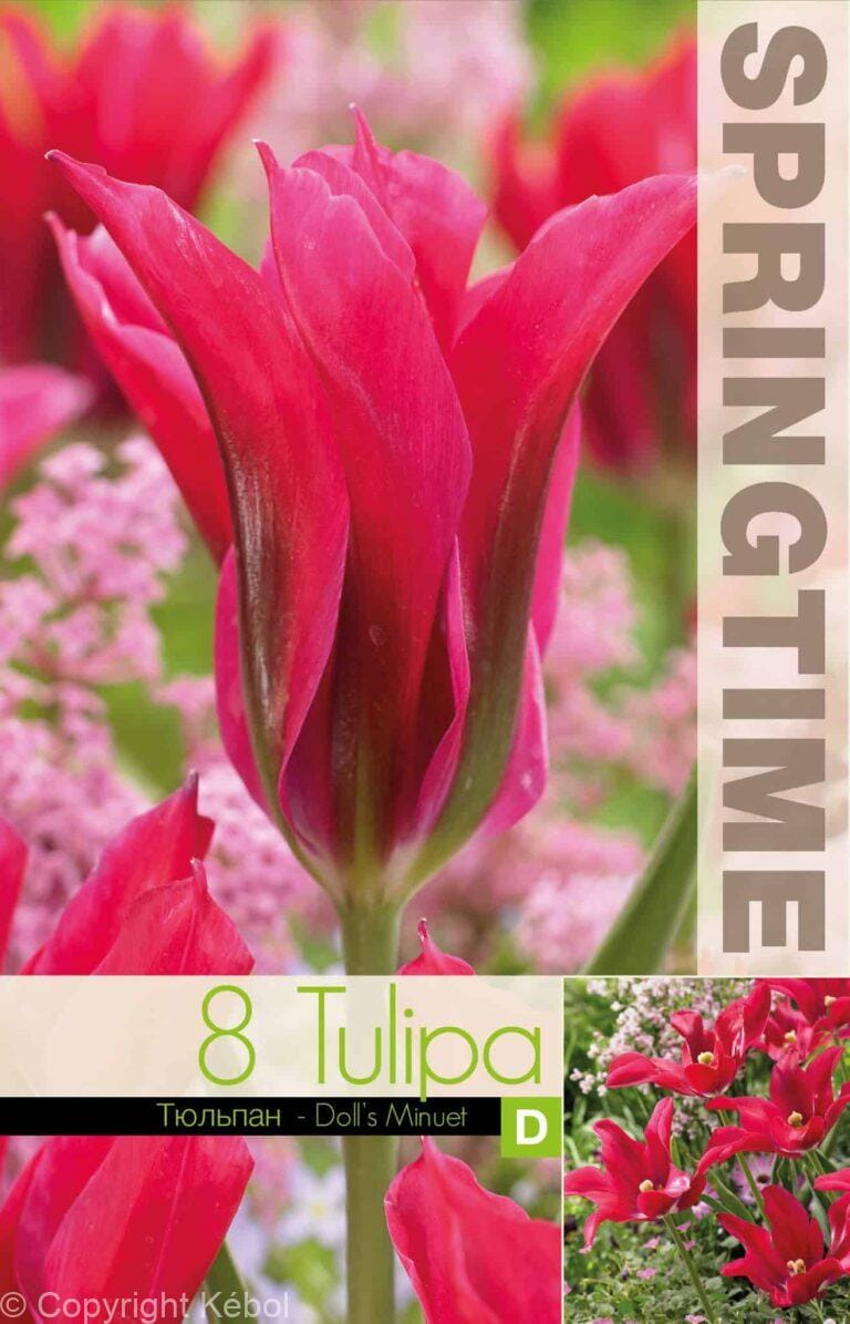 Tulipa Doll's Minuet - RB
