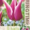 Tulipa Claudia - RB