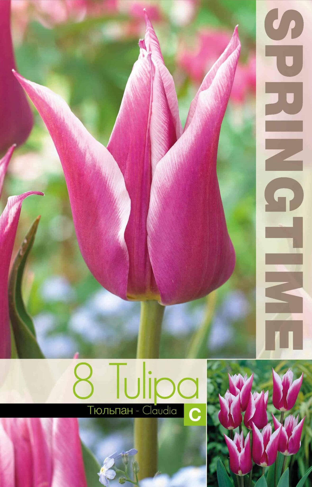 Tulipa Claudia - RB