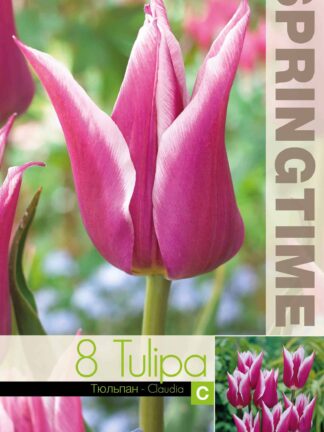 Tulipa Claudia - RB