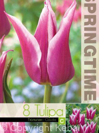 Tulipa Claudia - RB