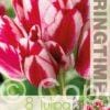 Tulipa Flaming Club - RB