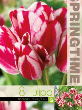 Tulipa Flaming Club - RB