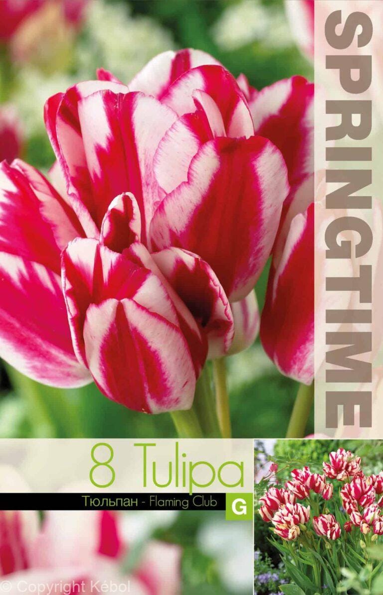 Tulipa Flaming Club - RB