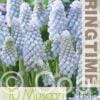 Muscari Baby's Breath - RB