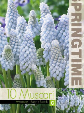Muscari Baby's Breath - RB