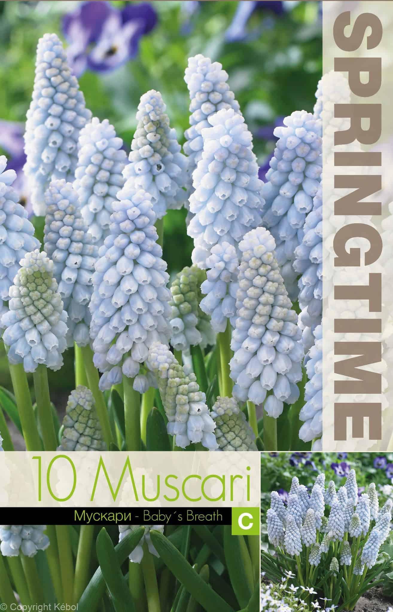 Muscari Baby's Breath - RB