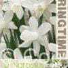 Narcissus Ice Baby - RB